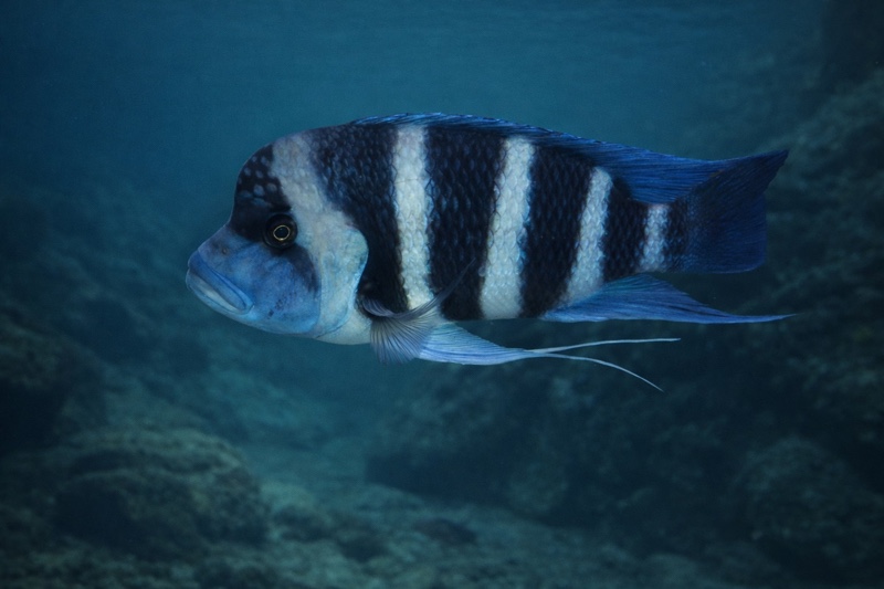 Cyphotilapia gibberosa 'Kitumba'
